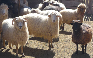 $client_url_words pic3