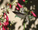 $client_url_words logo2