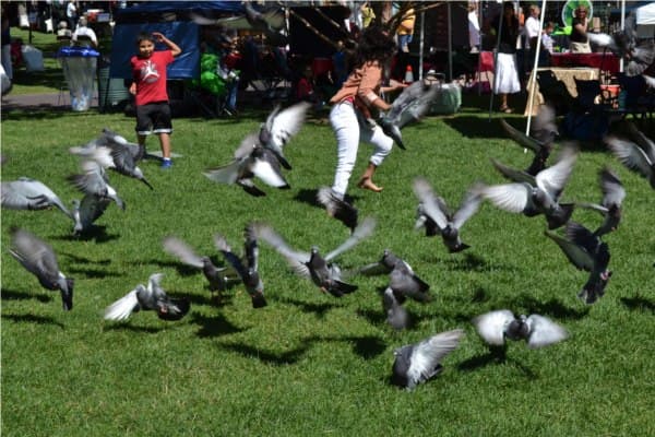 pigeonflap