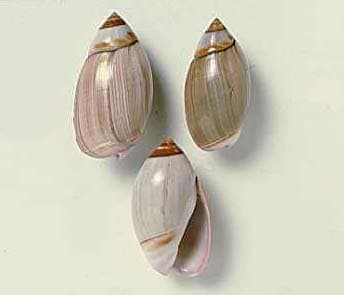 olivellawhite