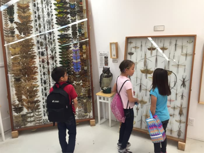 kids-in-front-of-butterfly-and-stick-insect-cases