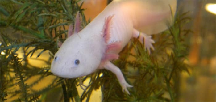 Lungfish - Harrell House