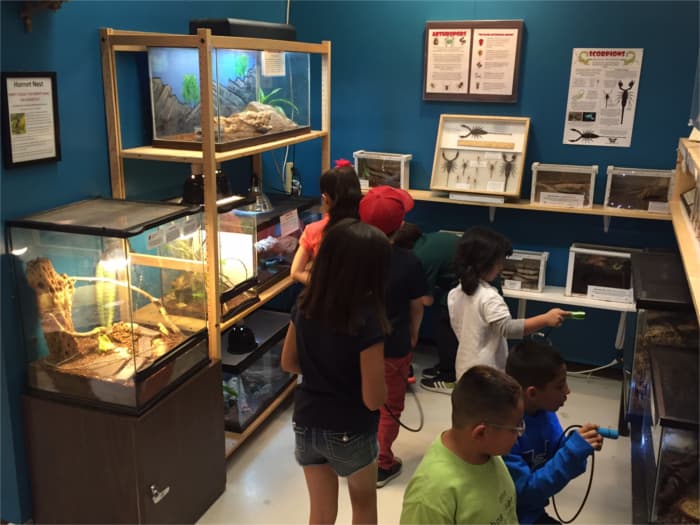 Kids with the museum's special flashlights to shine on the scorpions that glow in the dark.