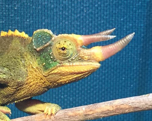 Chameleon - up close. Harrell House.