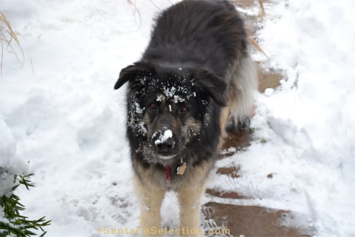 My sweet girl - 2001 - 2016.