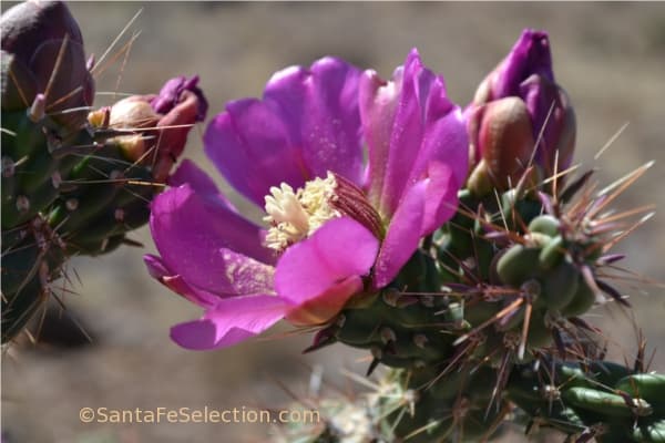 Cholla Cactus in bloom