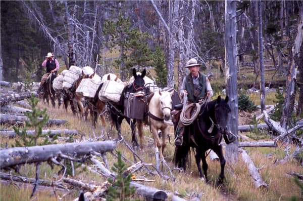 pack horses