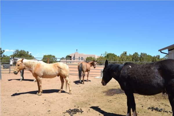 milling in the corral